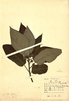 藏品(天仙果)的圖片